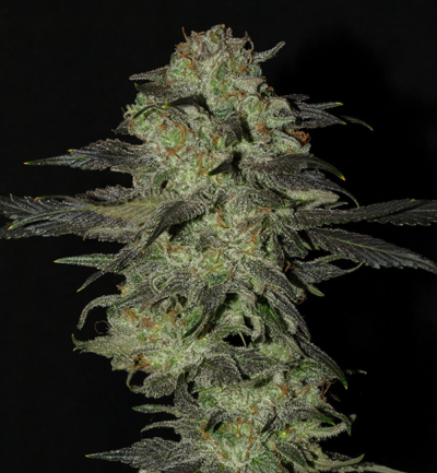Purple Romulan