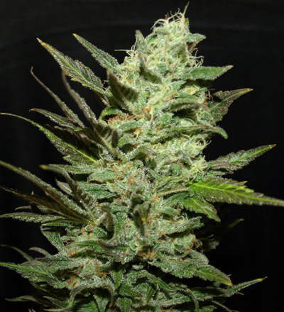 Grapefruit Haze