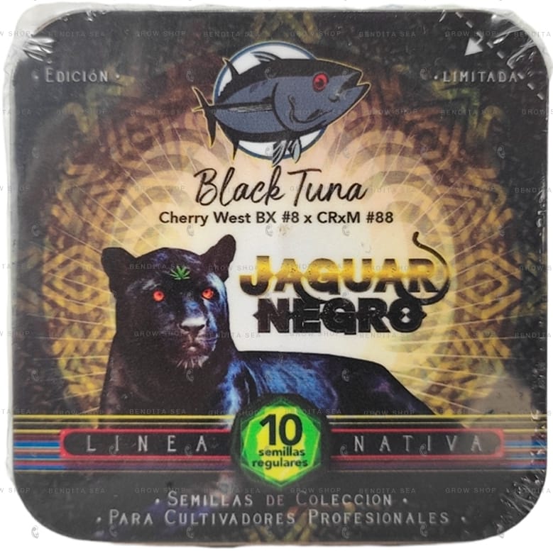 Jaguar Negro Regular