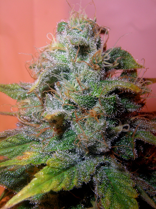 Romulan